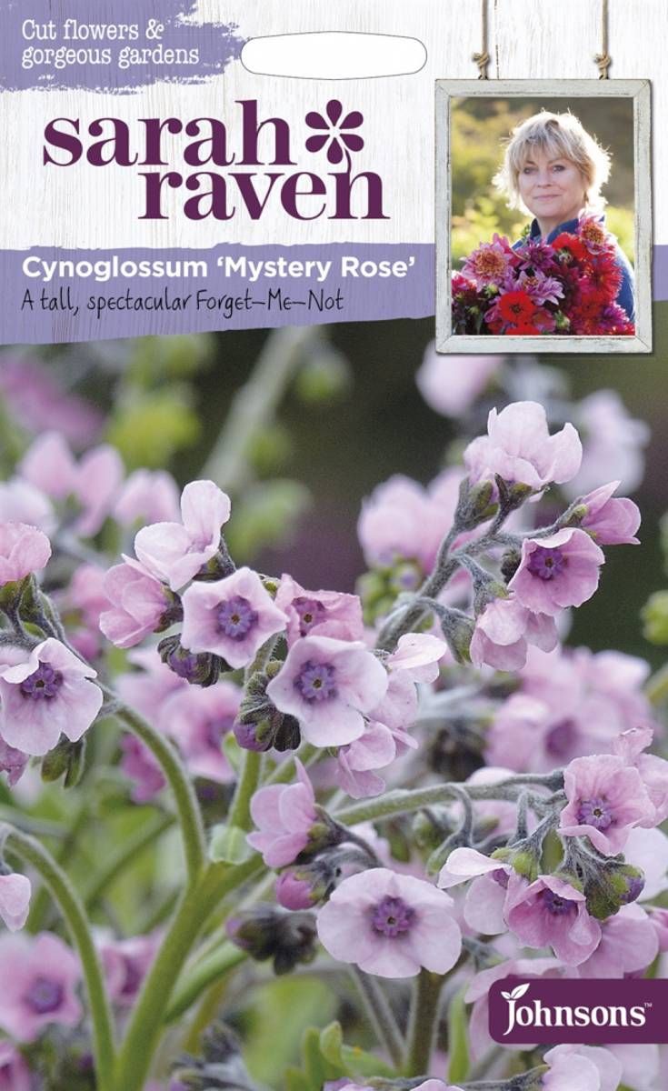 Kinesisk forglemmegei 'Mystery Rose' - Cynoglossum amabile