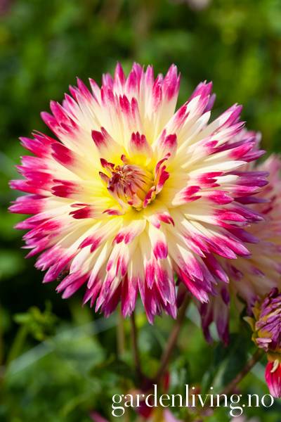 Hovedbilde Georgine 'Tahiti Sunrise', lav - Dahlia x cultorum  - 2 stk