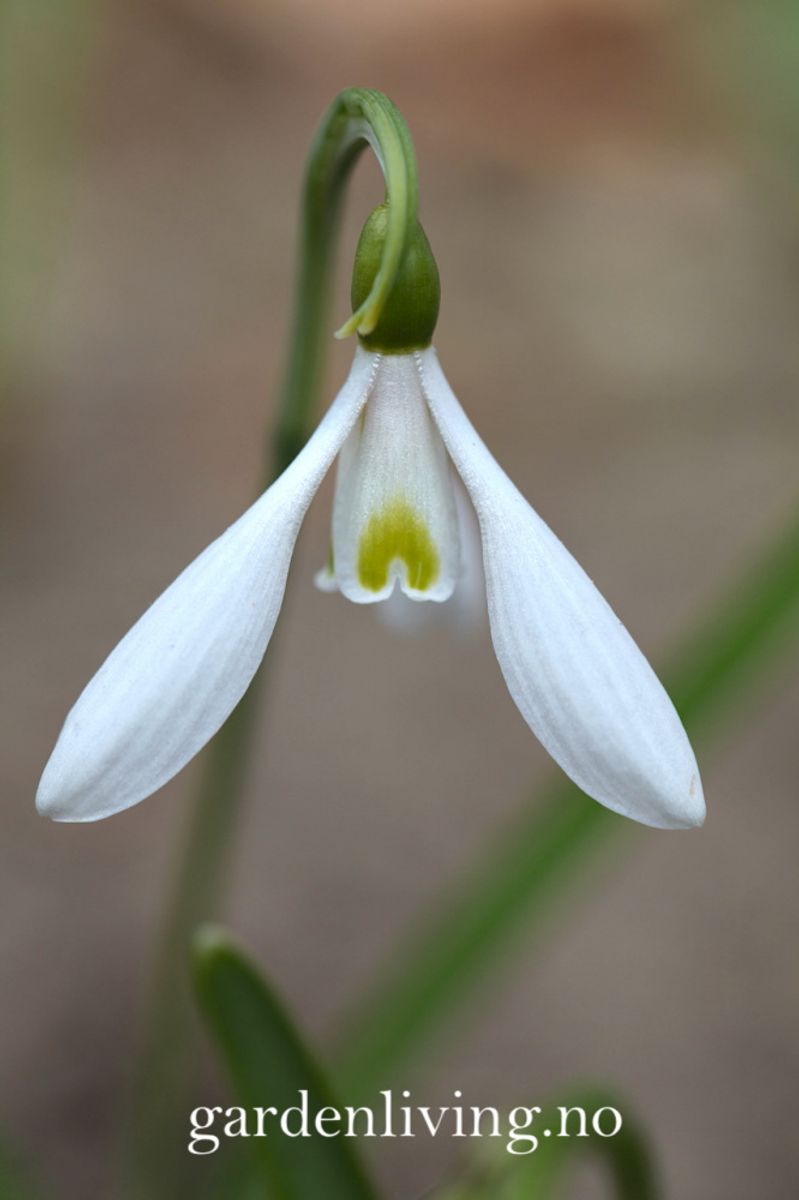 Snøklokke 'Atkinsii'  - Galanthus - 1 stk