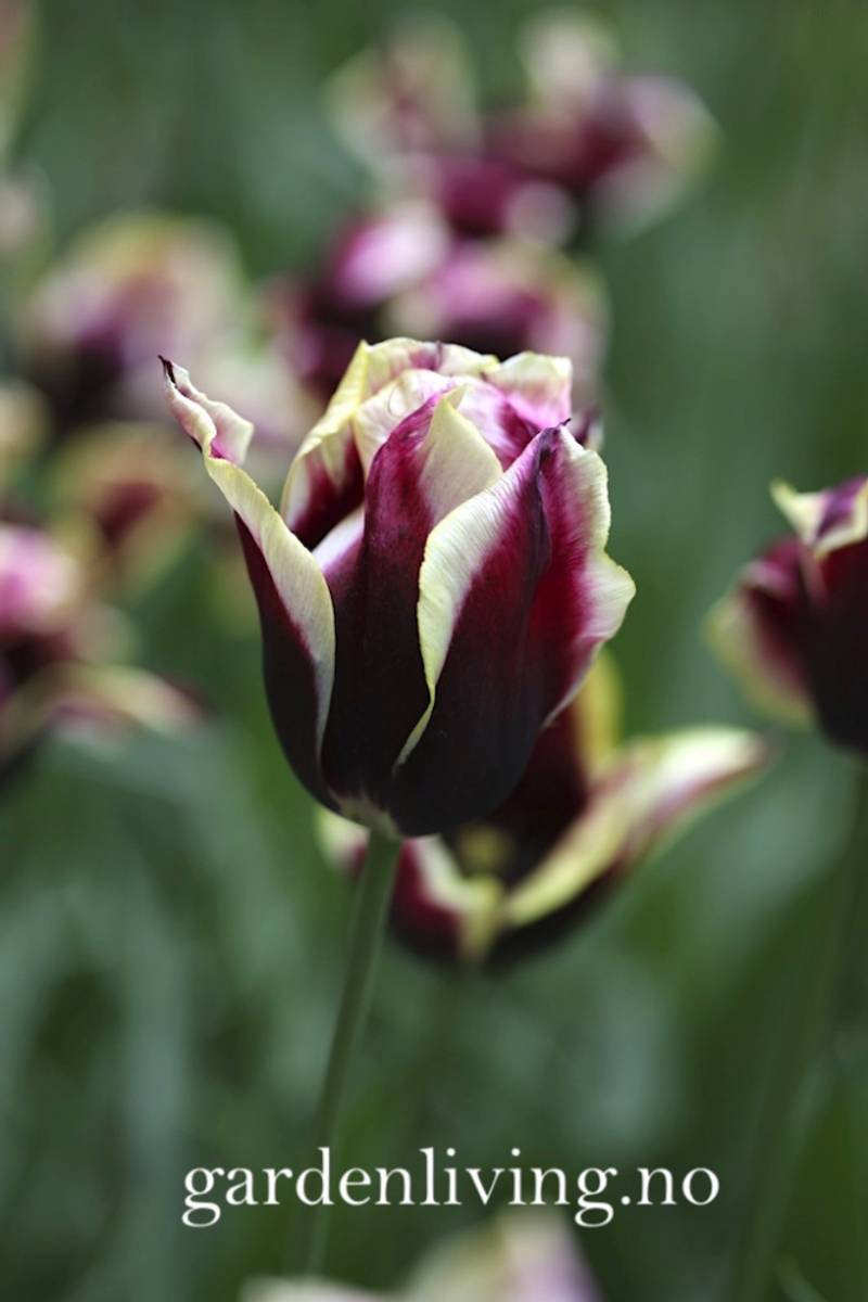 Tulipan 'Gavota', triumphtulipan - 10 stk