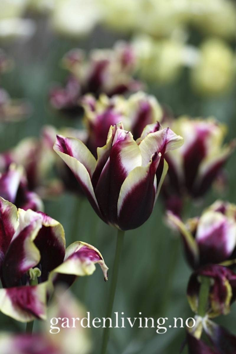 Tulipan 'Gavota', triumphtulipan - 10 stk
