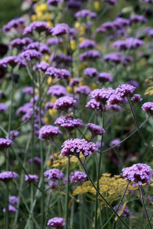 Kjempeverbena - Verbena bonariensis