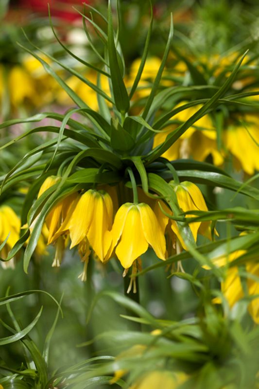 Keiserkrone 'Lutea' - Fritillaria imperialis - 1 stk