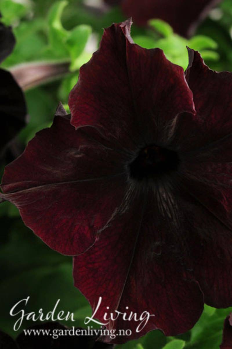 Petunia 'Sophistica Blackberry' - Petunia grandiflora