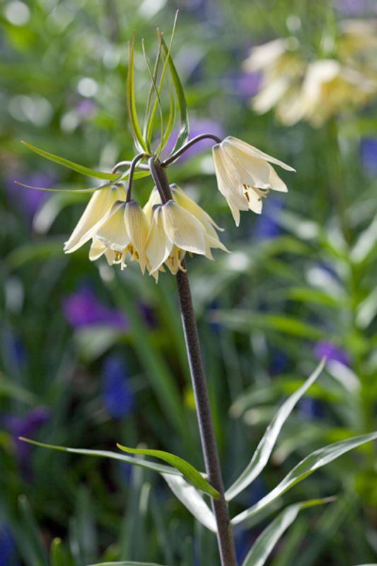 Fritillaria raddeana - 1 stk
