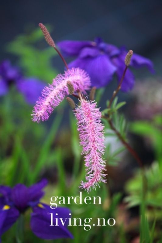 Nikkeblodtopp 'Lilac Squirrel' - Sanguisorba hakusanensis