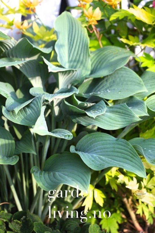 Hosta 'Krossa Regal'