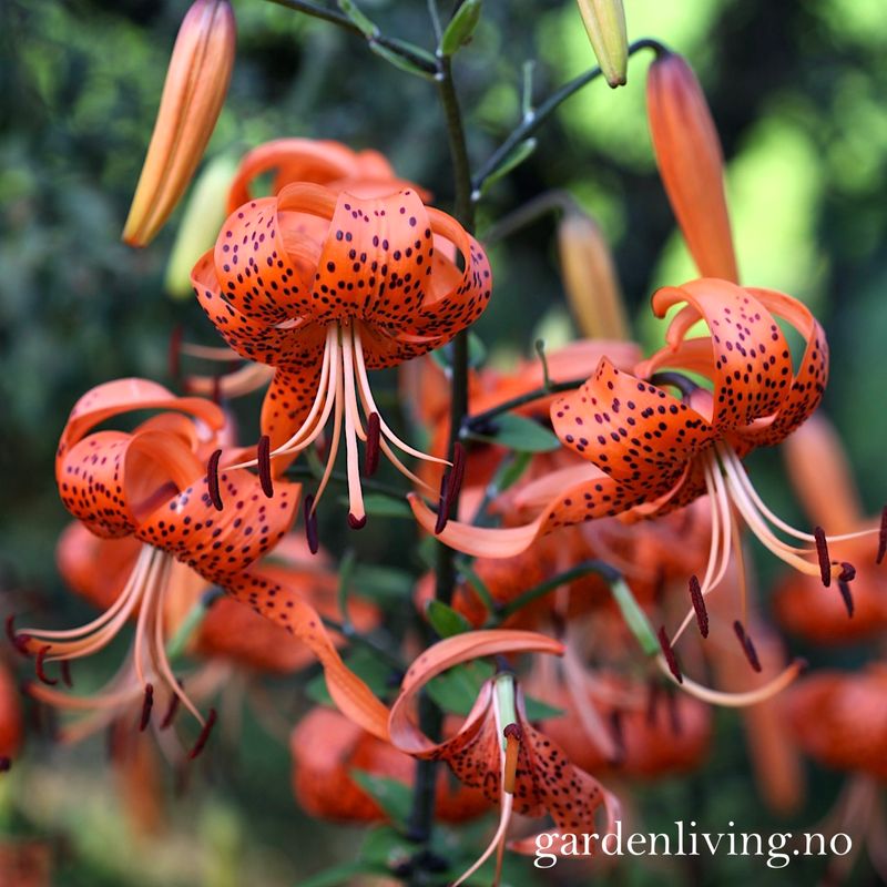 Tigerlilje - Lilium lancifolium - 2 stk