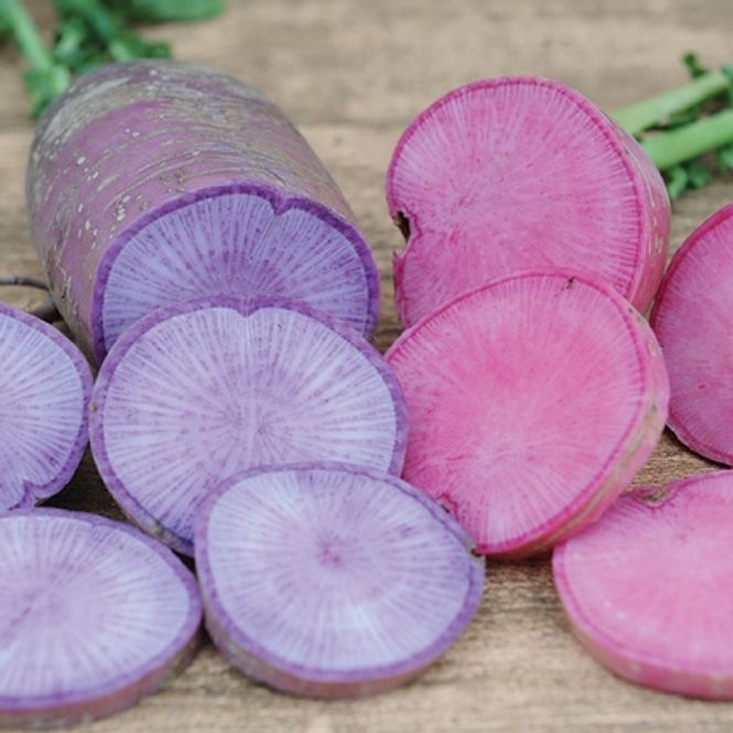 Hovedbilde Reddik 'Blue and Red Moon Mix' - Raphanus sativus
