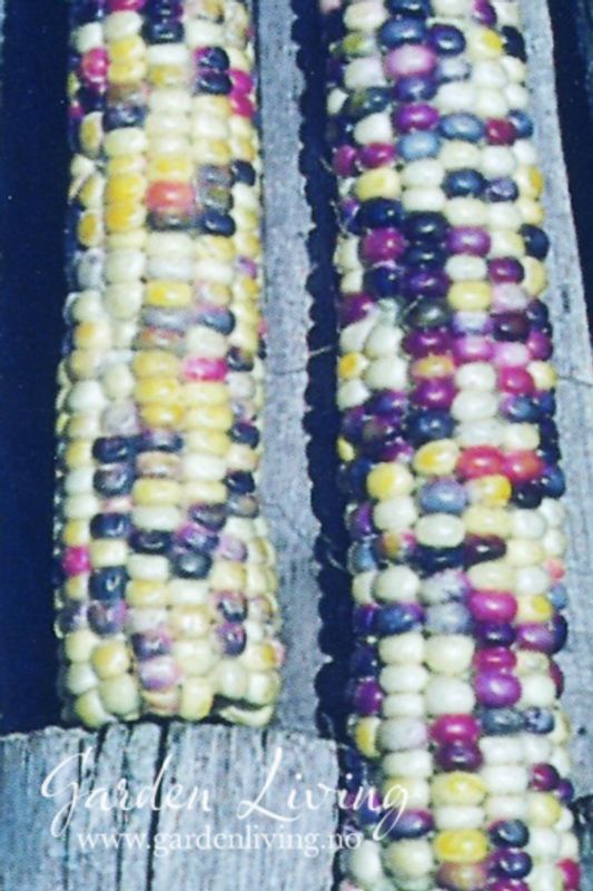 Prydmais 'Fiesta' - Zea mays