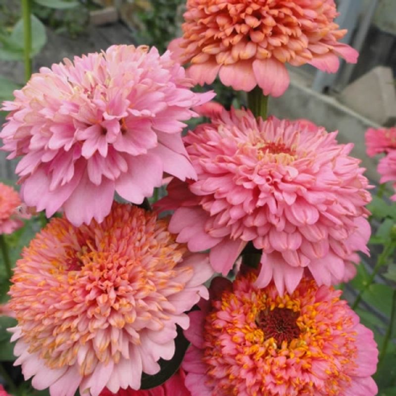 Sinnia 'Cupcakes Pink Shades' - Zinnia elegans