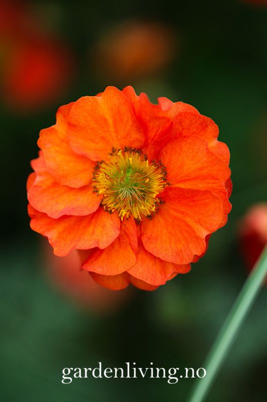 Hagehumleblom 'Scarlet Tempest' - Geum