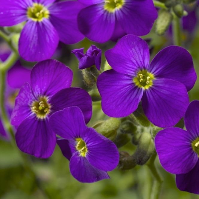 Hovedbilde Blåpute 'Audrey Deep Blue' - Aubrieta