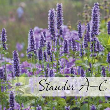 Hovedbilde Staudefrø A-C