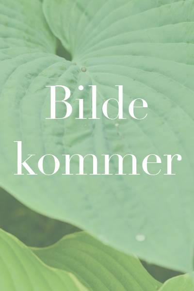 Hovedbilde Snøklokke Polar Bear' - Galanthus -  1 stk