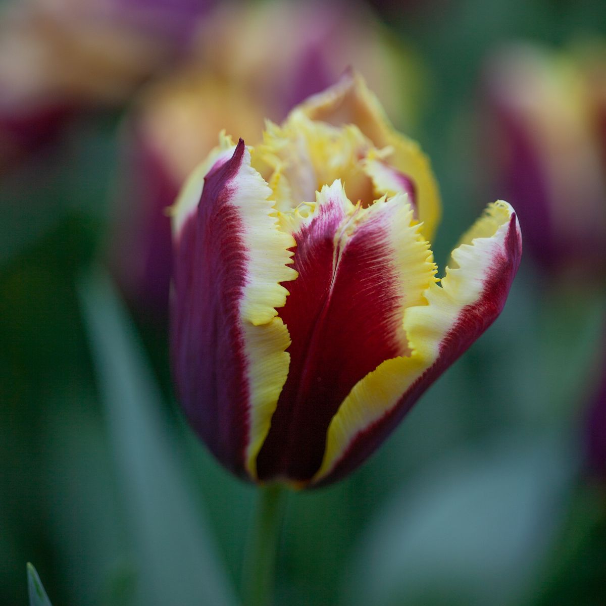 Tulipan 'Gavota Special', frynsetulipan - 10 stk