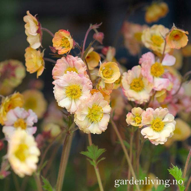 Hovedbilde Hagehumleblom 'Mai Tai' - Geum