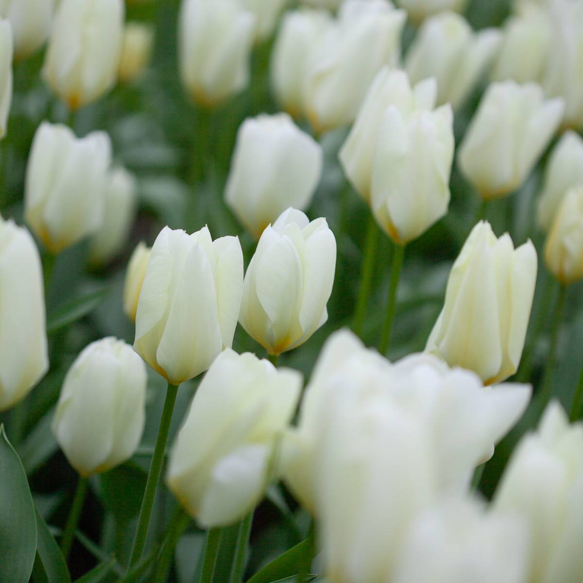 Tulipan 'Purissima', triumphtulipan - 10 stk