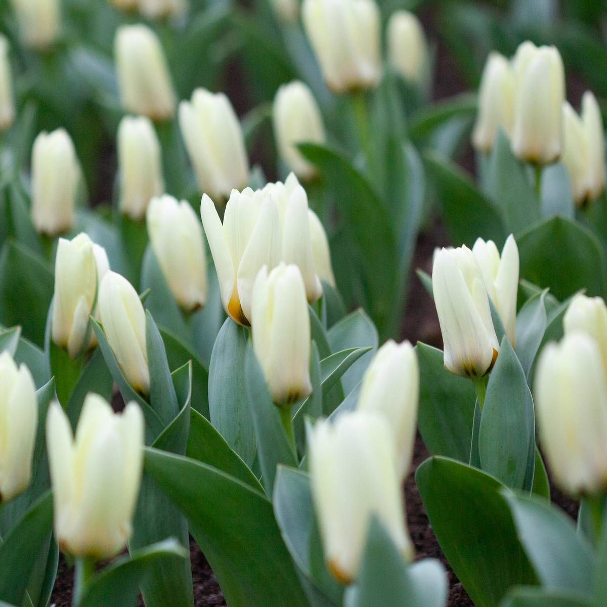 Tulipan 'Concerto', fosterianahybrid - 10 stk