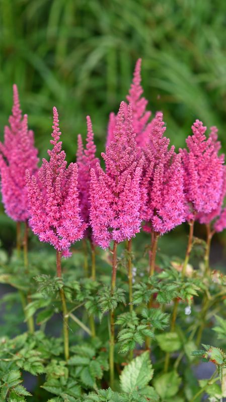 Kinaspir 'You and Me Always' ® - Astilbe chinensis