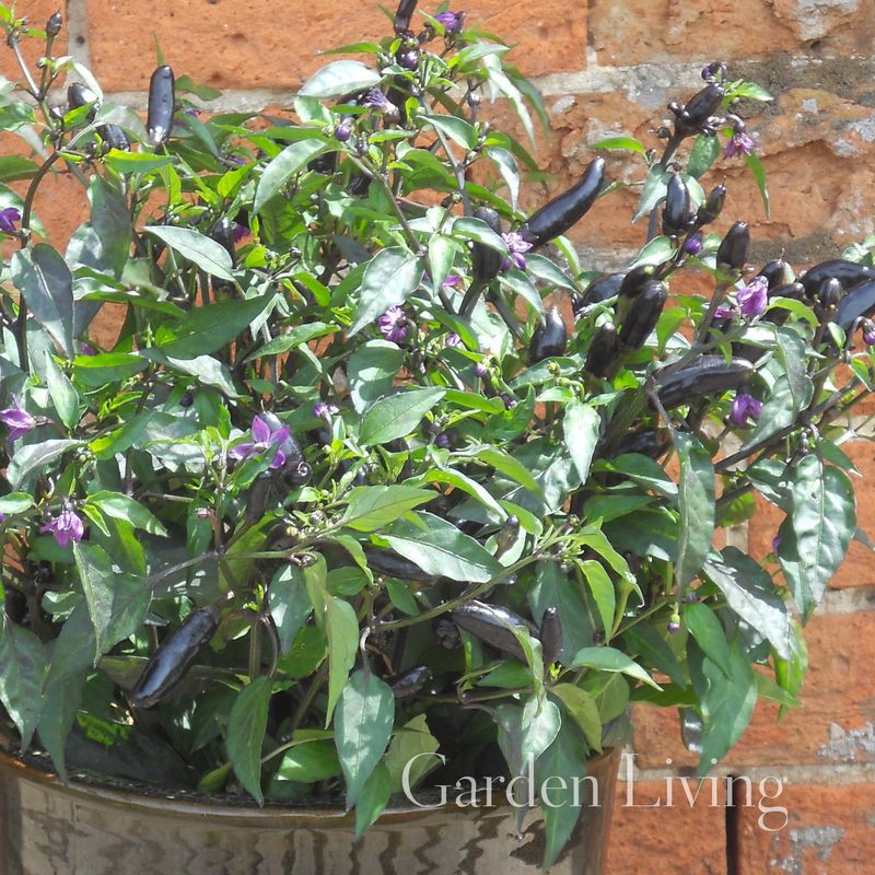 Chilipepper 'Pot Black’ - Capsicum annuum