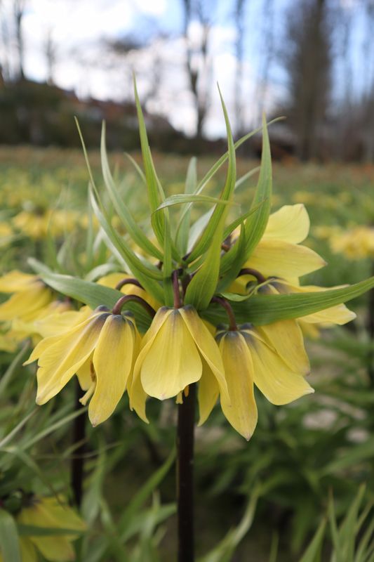 Keiserkrone 'Early Sensation’ - Fritillaria imperialis- 1 stk