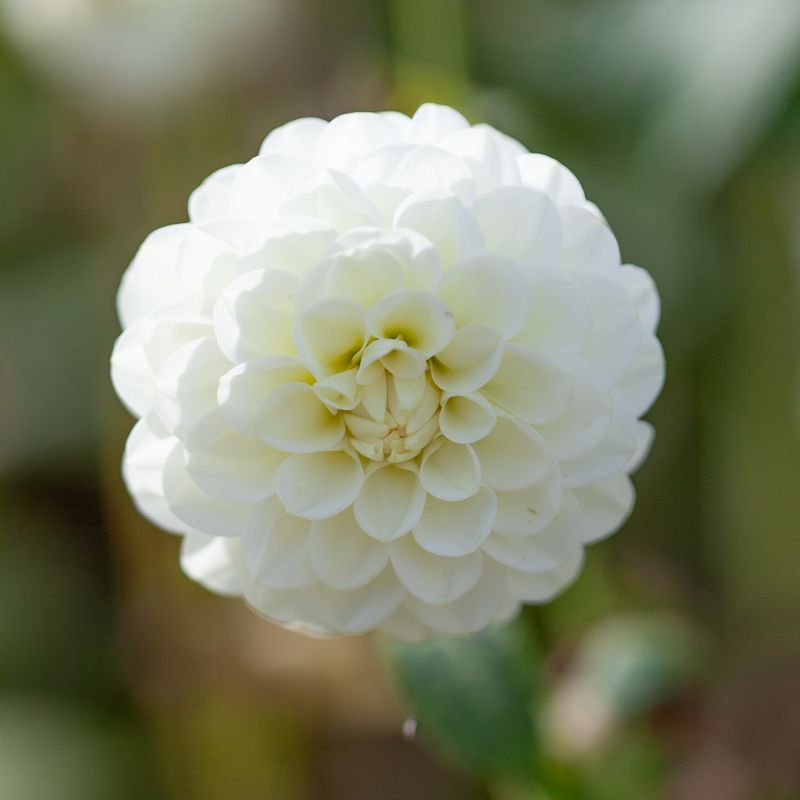 Georgine 'White Aster' - Dahlia x cultorum, 1 stk.