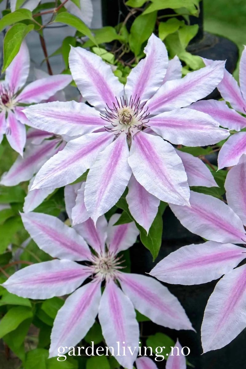 Klematis 'Nelly Moser' - Clematis