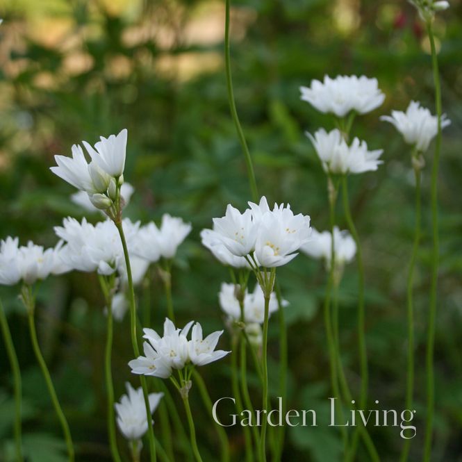 Hovedbilde Allium zebdanense - 5 stk