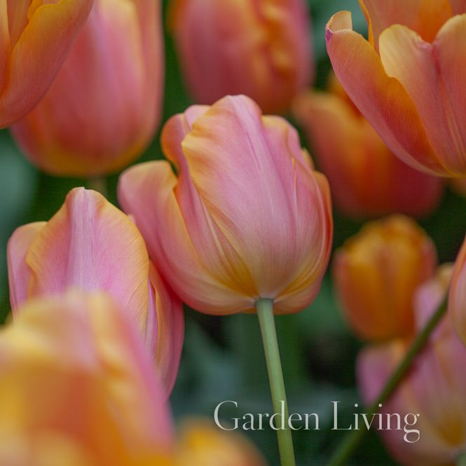 Hovedbilde Tulipan 'Jimmy', Triumphtulipan - 7 stk