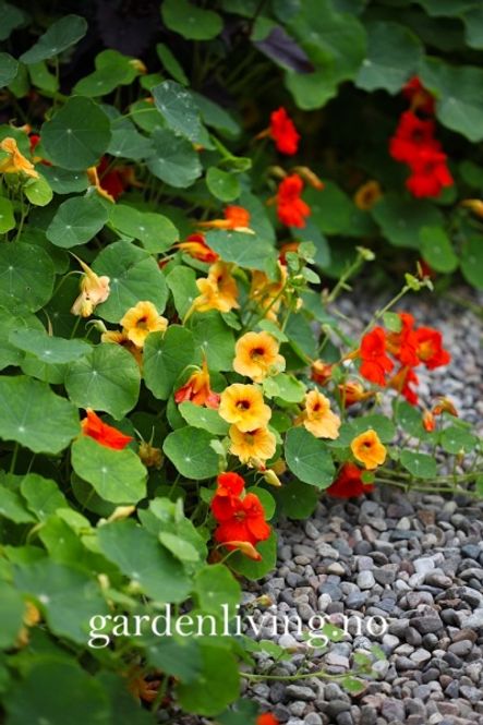 Hovedbilde Blomkarse 'Trailing Single Mixed' - Tropaeolum majus