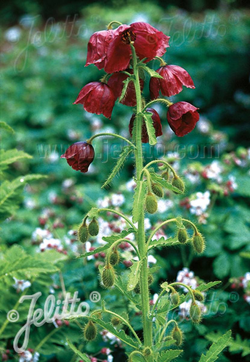 Valmuesøster - Meconopsis napaulensis