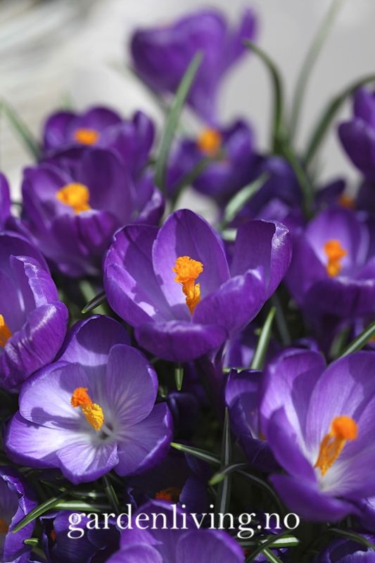 Storblomstret krokus 'Flower Record' - Crocus - 10 stk