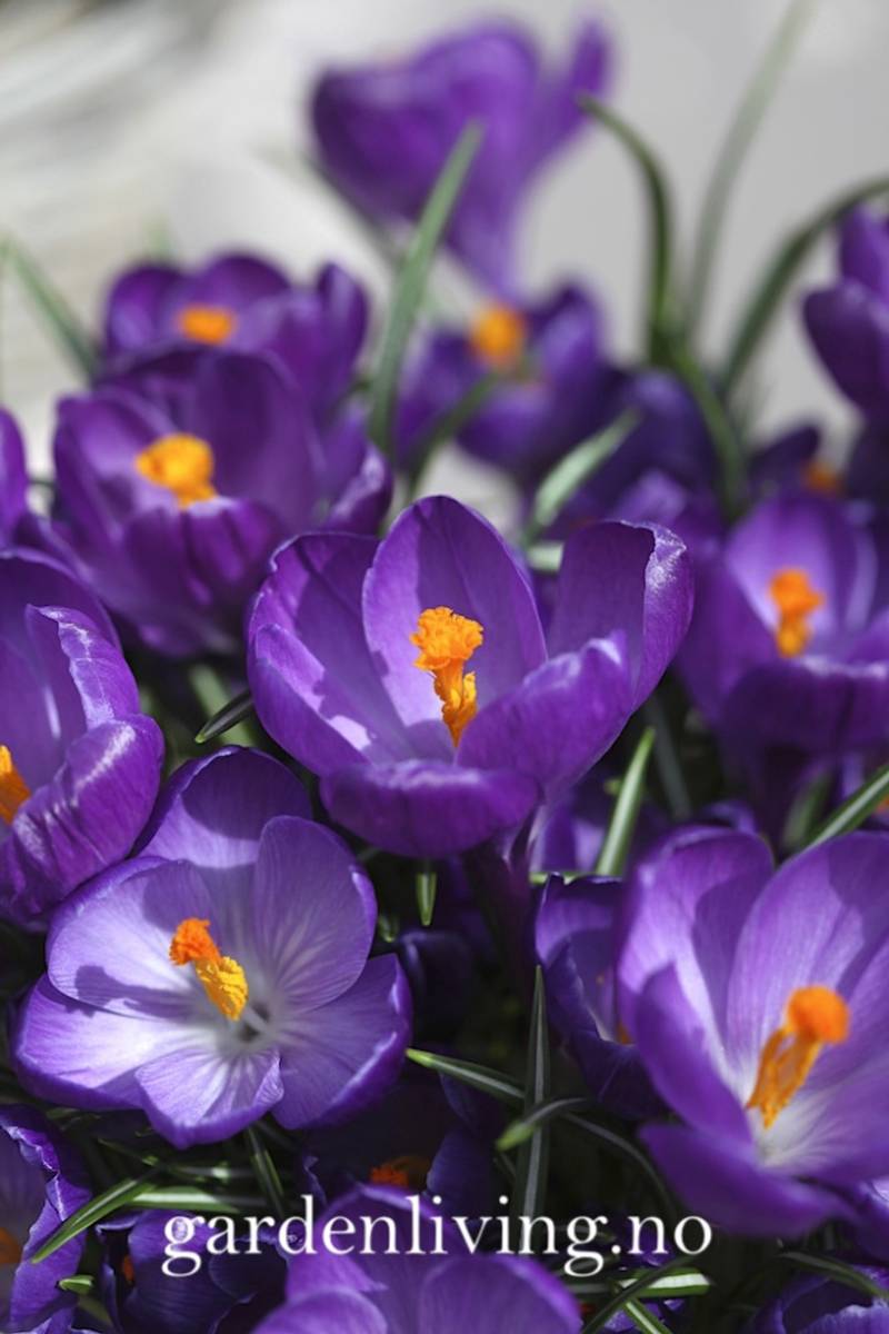 Storblomstret krokus 'Flower Record' - Crocus - 10 stk