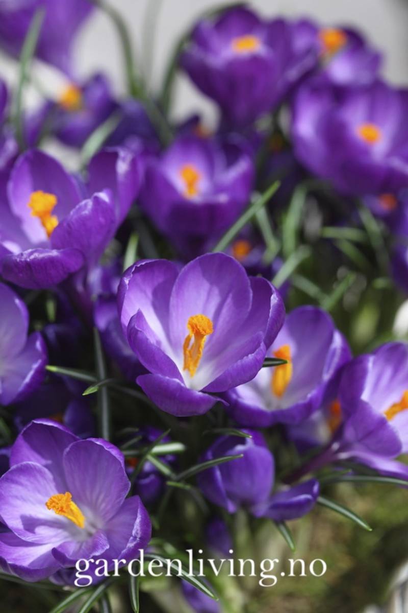 Storblomstret krokus 'Flower Record' - Crocus - 10 stk