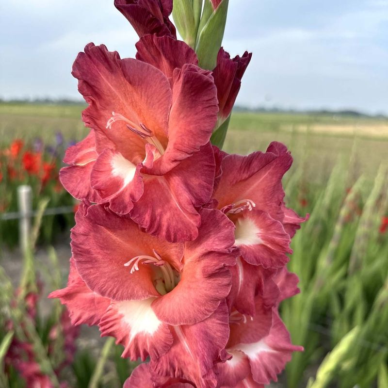 Gladiol 'Tiramisu' - Gladiolus, 10 stk.
