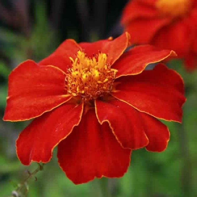 Hovedbilde Fløyelsblomst 'Burning Embers' - Tagetes patula