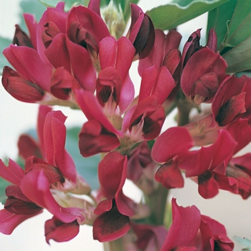 Bondebønne 'Crimson Flowered' - Vicia faba 