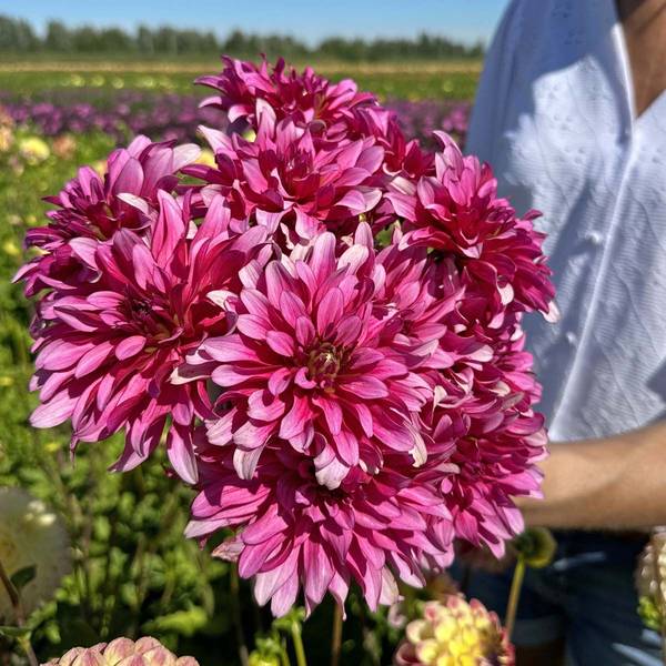 Hovedbilde Georgine 'Gallery Art Nouveau, lav - Dahlia x cultorum, 1 ...