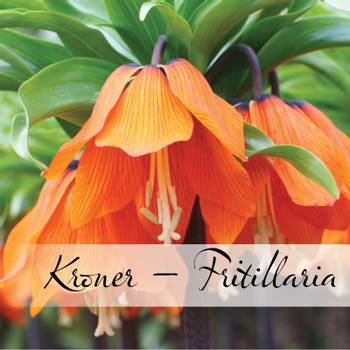Hovedbilde Kroner – Fritillaria