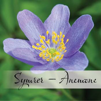 Hovedbilde Symrer - Anemone