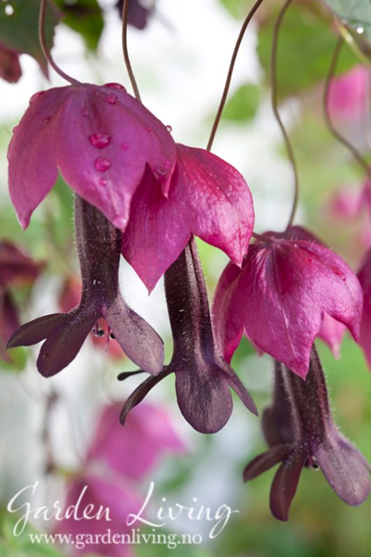 Blodbeger 'Purple Bell Vine' - Rhodochiton atrosanguineus 