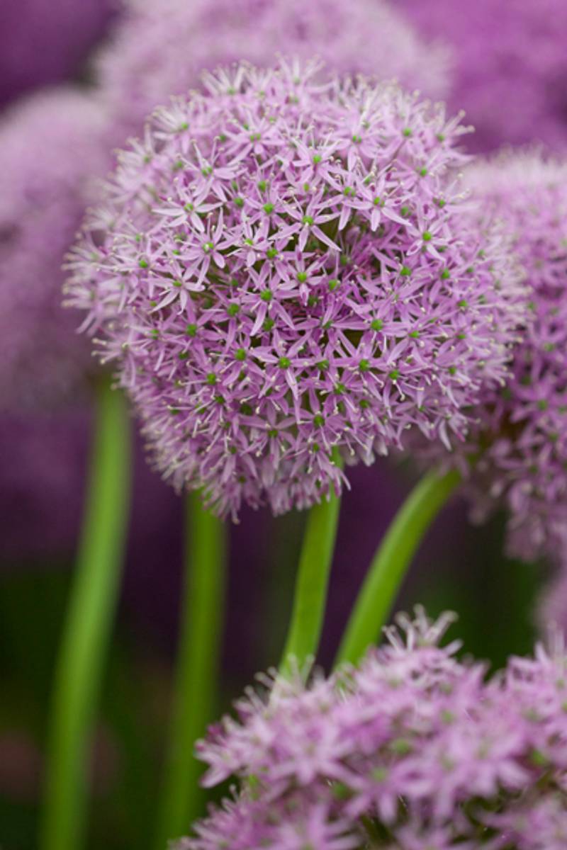 Prydløk 'Gladiator' - Allium - 1 stk