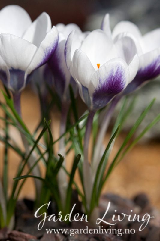 Begerkrokus 'Prins Claus’ - Crocus chrysanthus - 15 stk