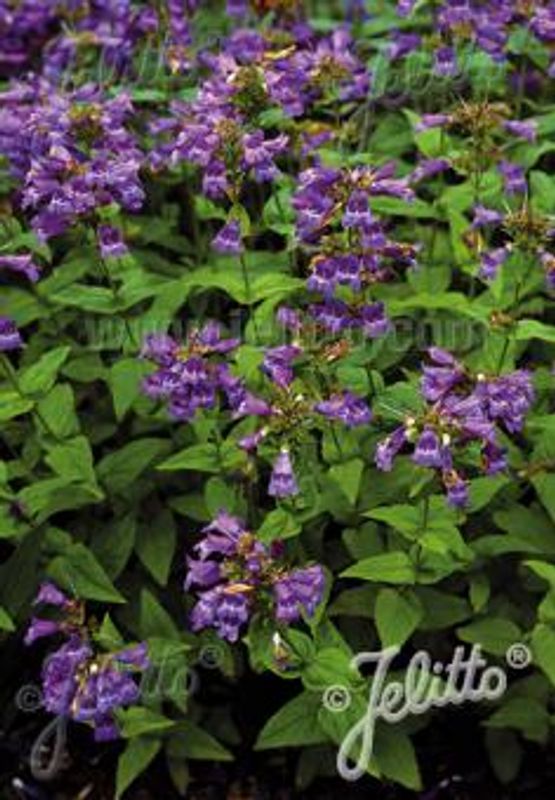 Rørblomst - Penstemon serrulatus
