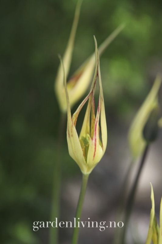 Tulipa acuminata - 1 stk 