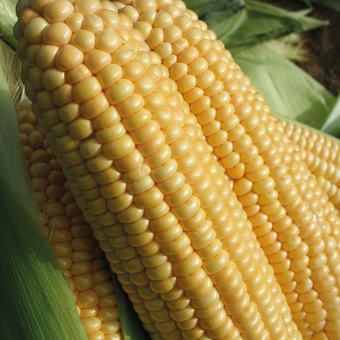 Hovedbilde Mais 'Goldcrest' F1 - Zea mays