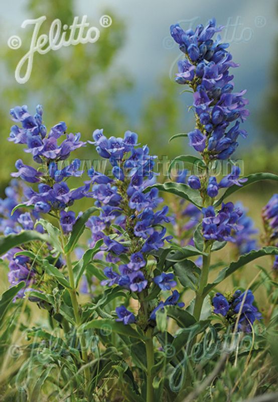 Rørblomst - Penstemon alpinus