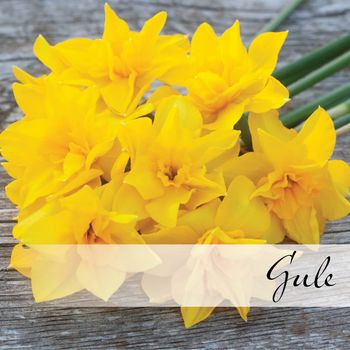 Hovedbilde Gule blomsterløk