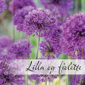 Hovedbilde Lilla og fiolette blomsterløk